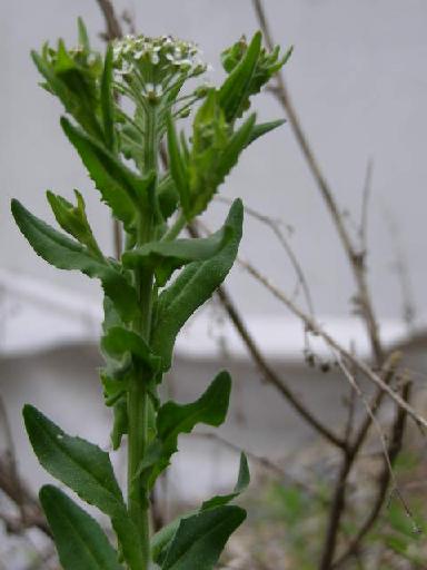 20 P5220018 